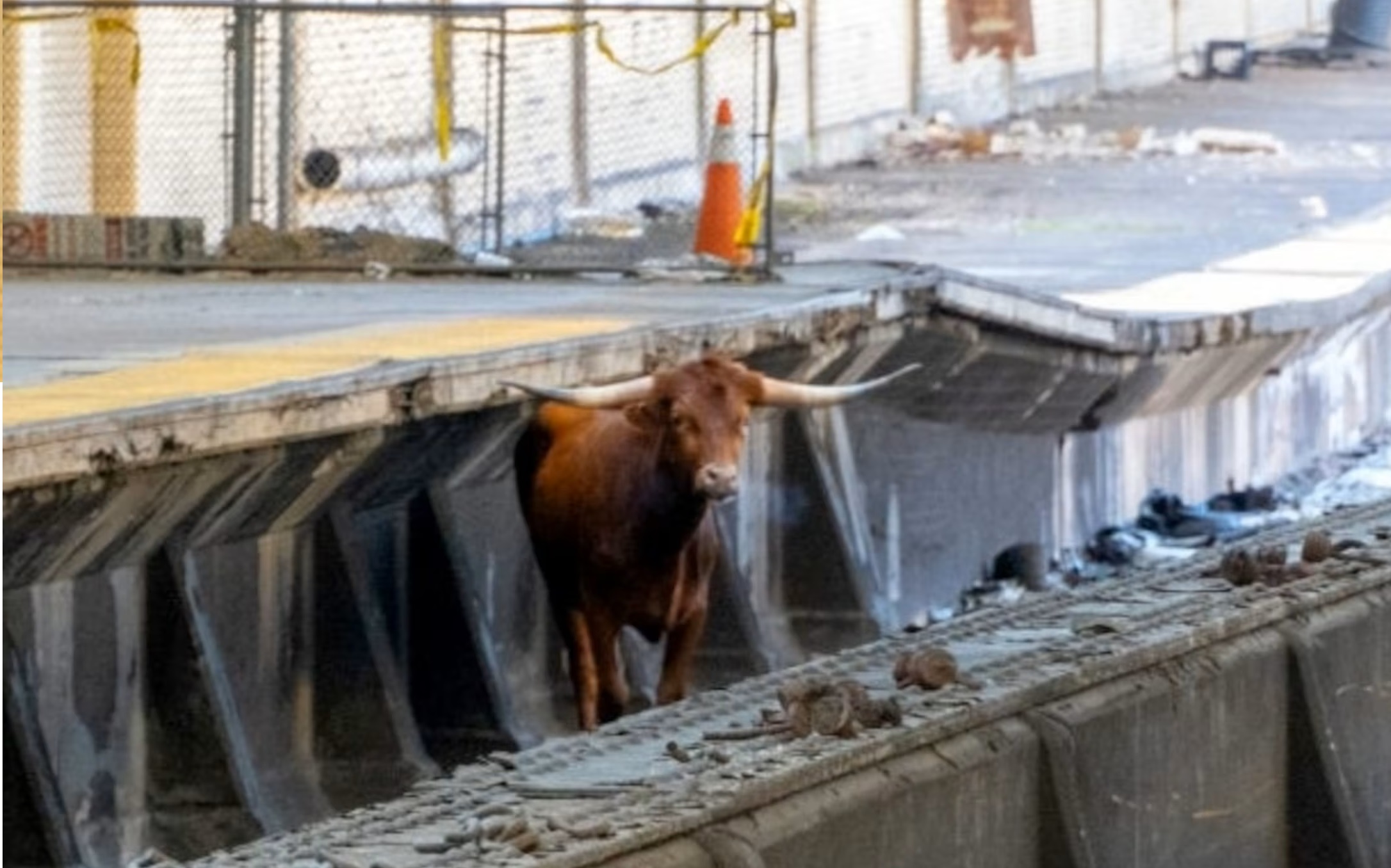Bull gets loose on tracks at Newark Penn Station, taken into custody
